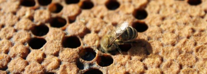 Another federal grant for National Bee Diagnostic Centre