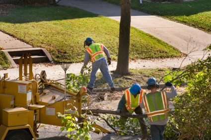 Province wide elm pruning ban now in effect