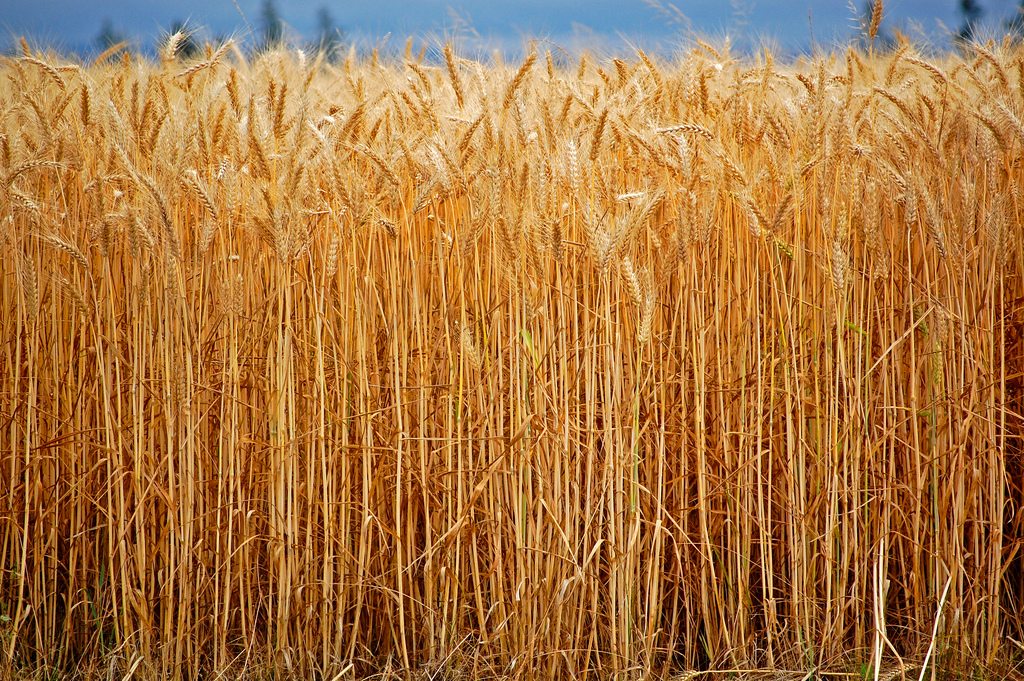 Canadian Wheat Board to be sold to Global Grain Group