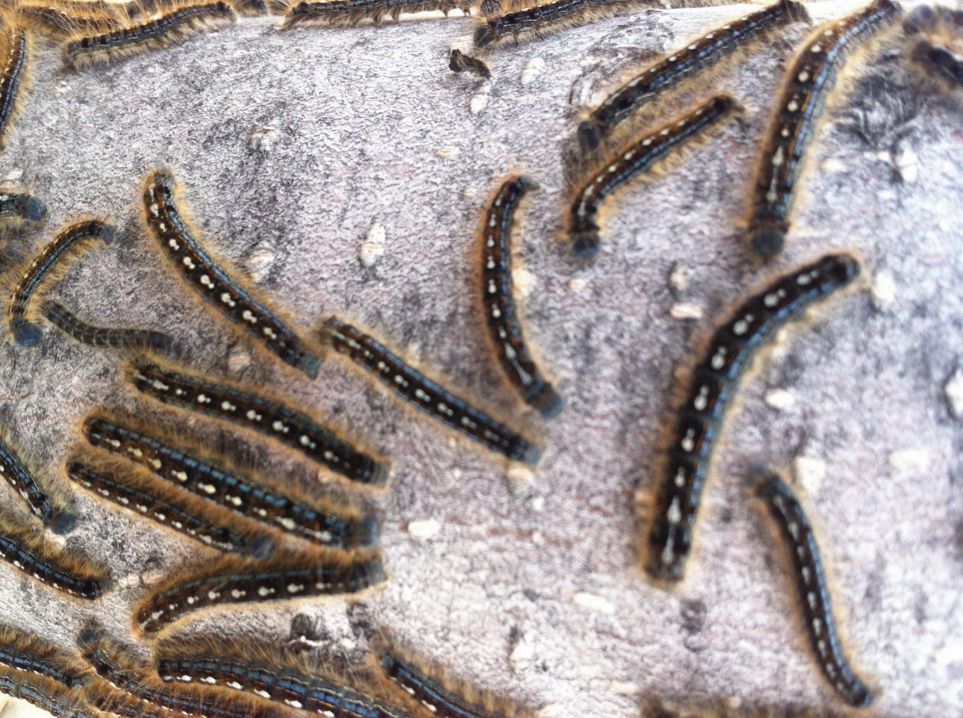 2015 could be big year for forest tent caterpillars