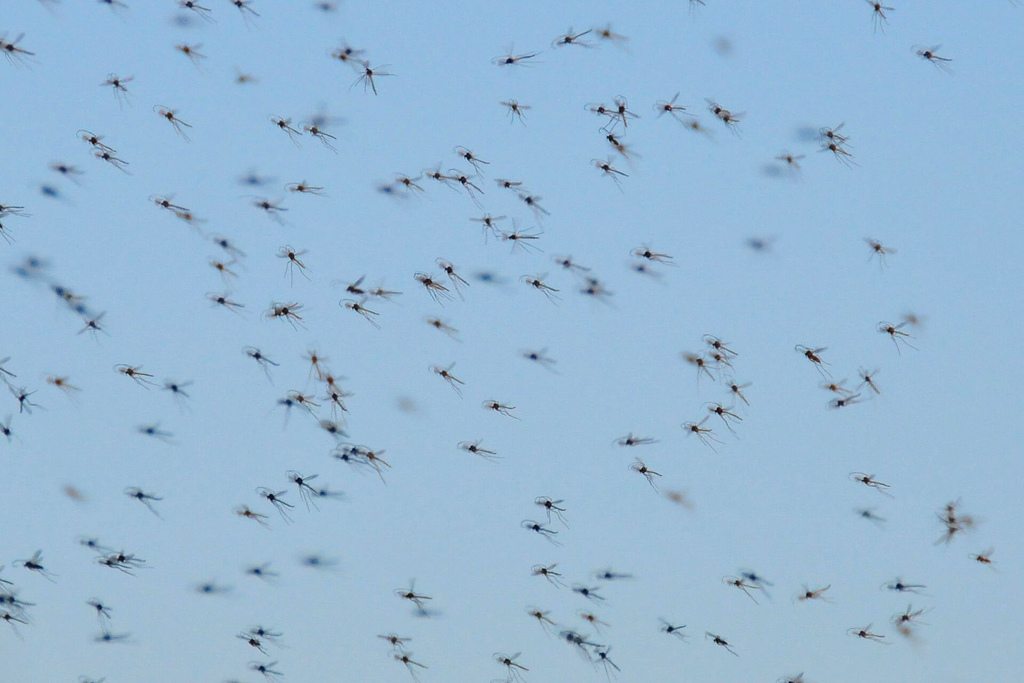 Fish flies return to Crystal Lake Estates