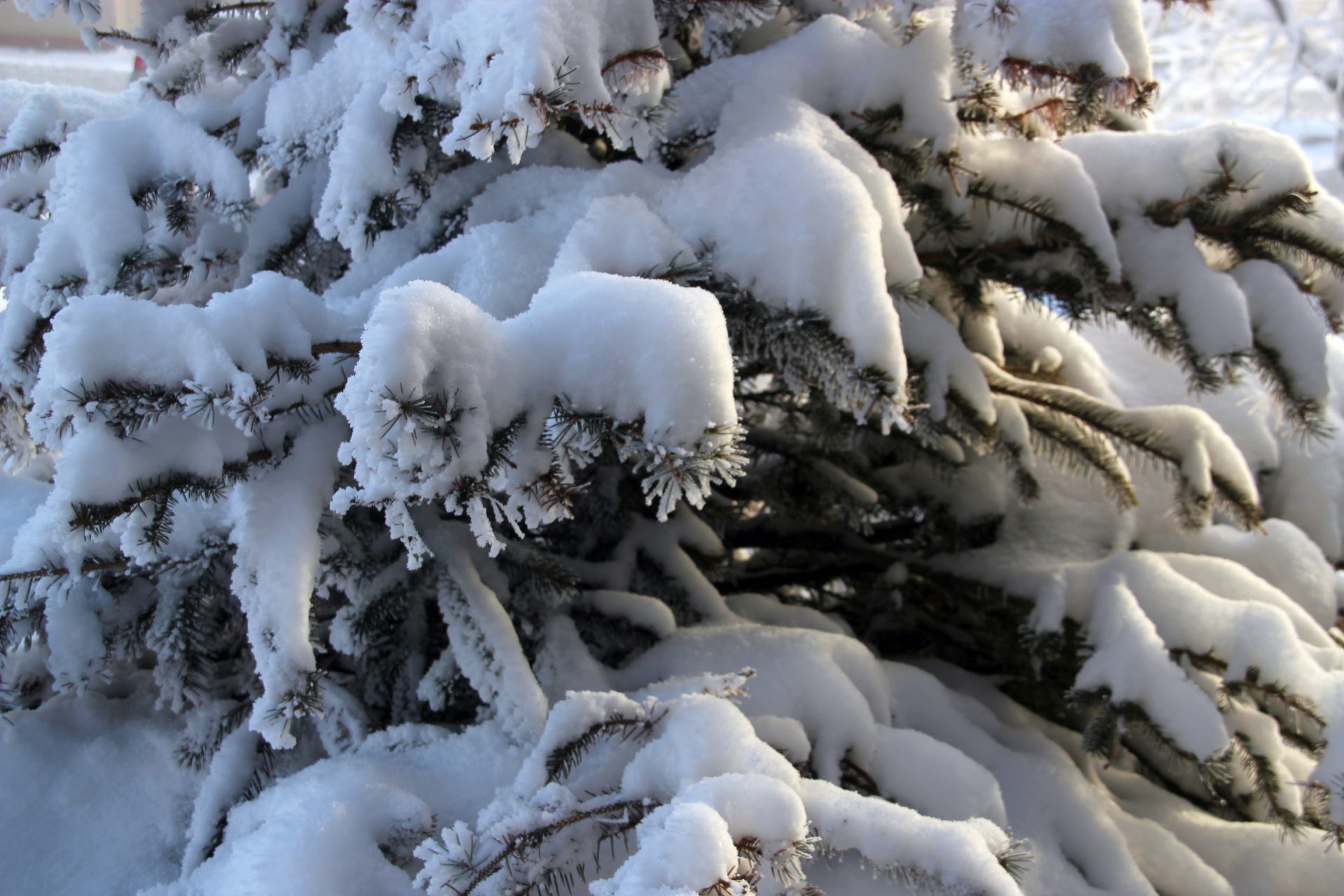 Grande Prairie likely looking at a White Christmas