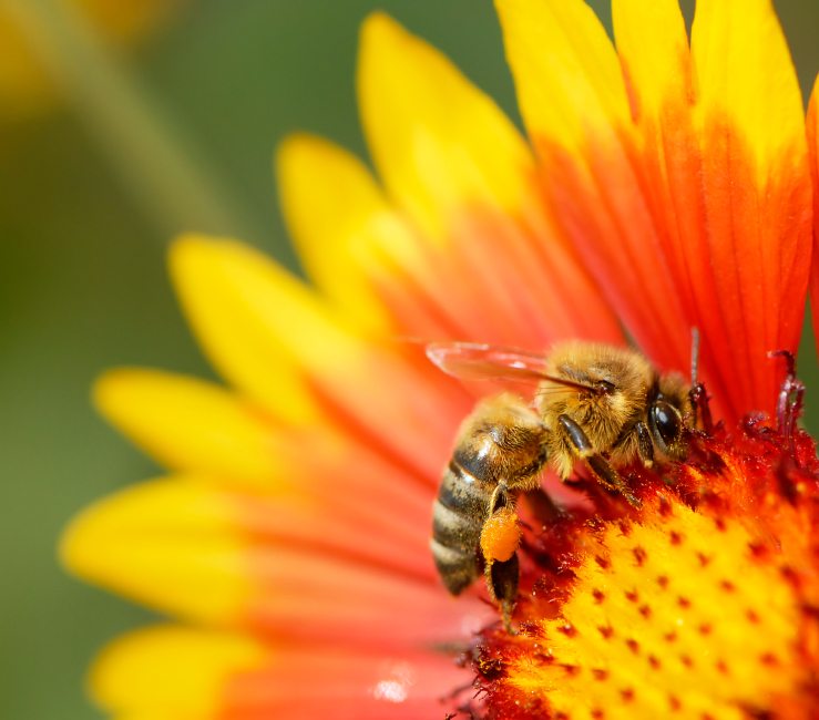 Honey bee farming a highlight for Alberta Open Farm Days