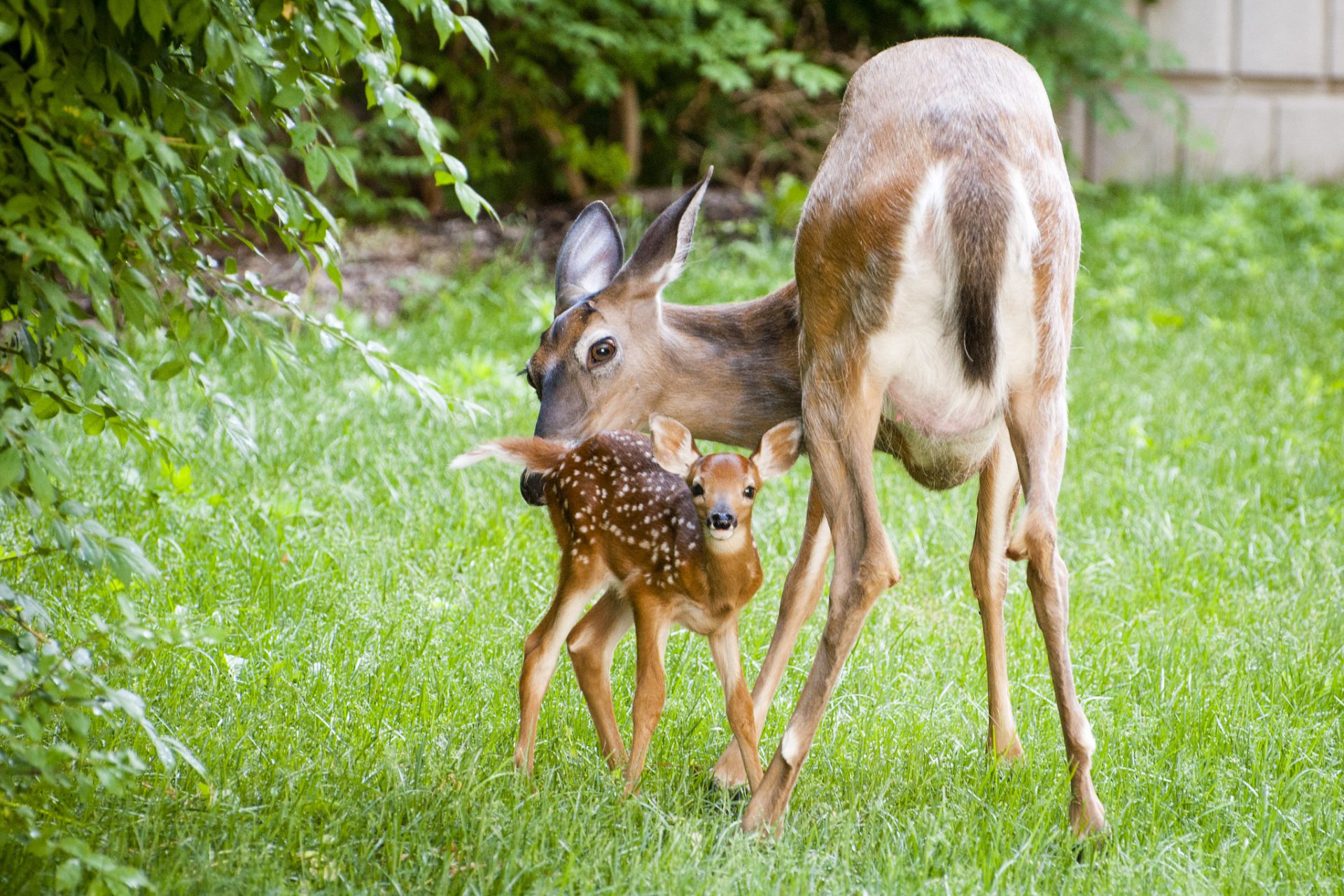 Don’t interfere with orphaned and injured wildlife