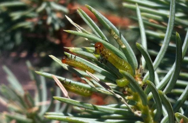 Check trees for yellow-headed spruce sawfly: City