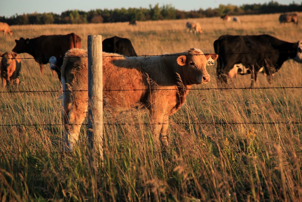 Anthrax found in northern Alberta cattle