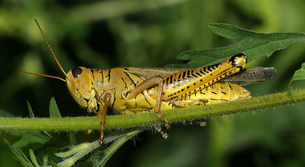 Jump in grasshopper numbers not an issue for city residents