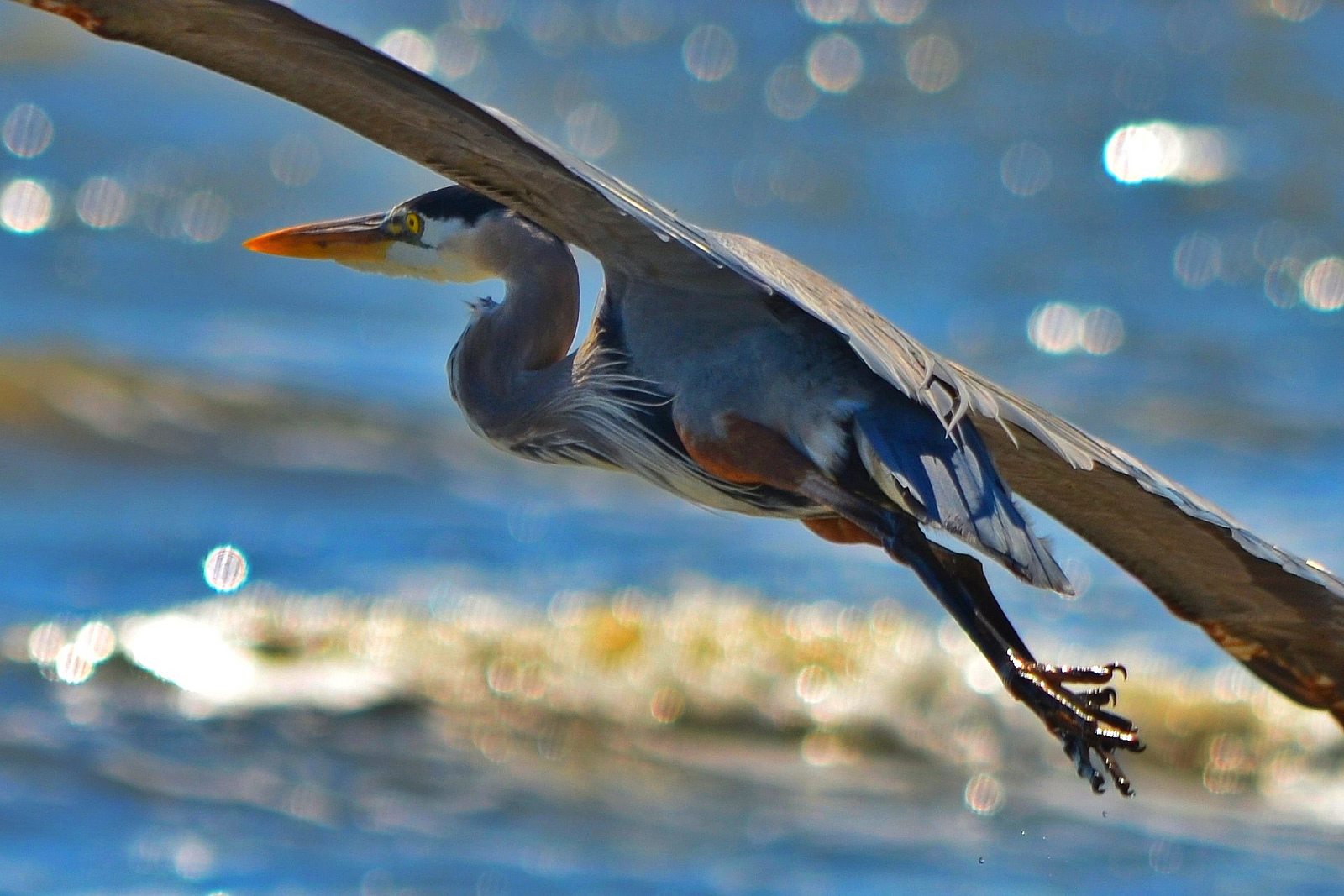 UPDATE: Syncrude Canada charged with 2015 blue heron deaths