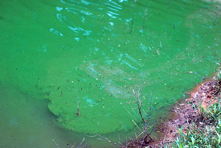 Moonshine Lake under blue-green algae bloom advisory