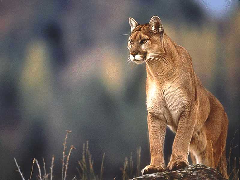 Cougar that killed dog tracked and put down