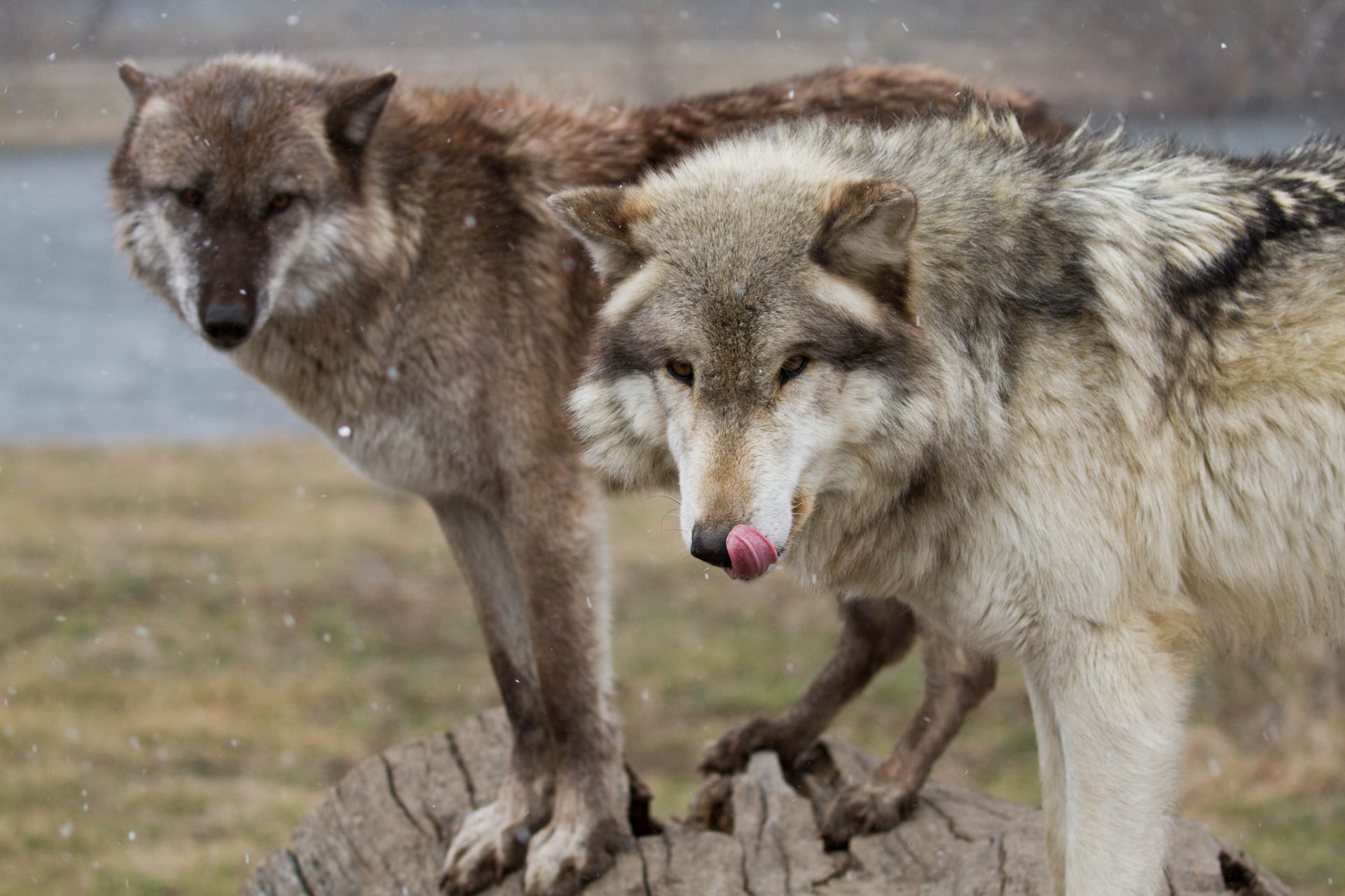 Wolves causing problems in County of Grande Prairie