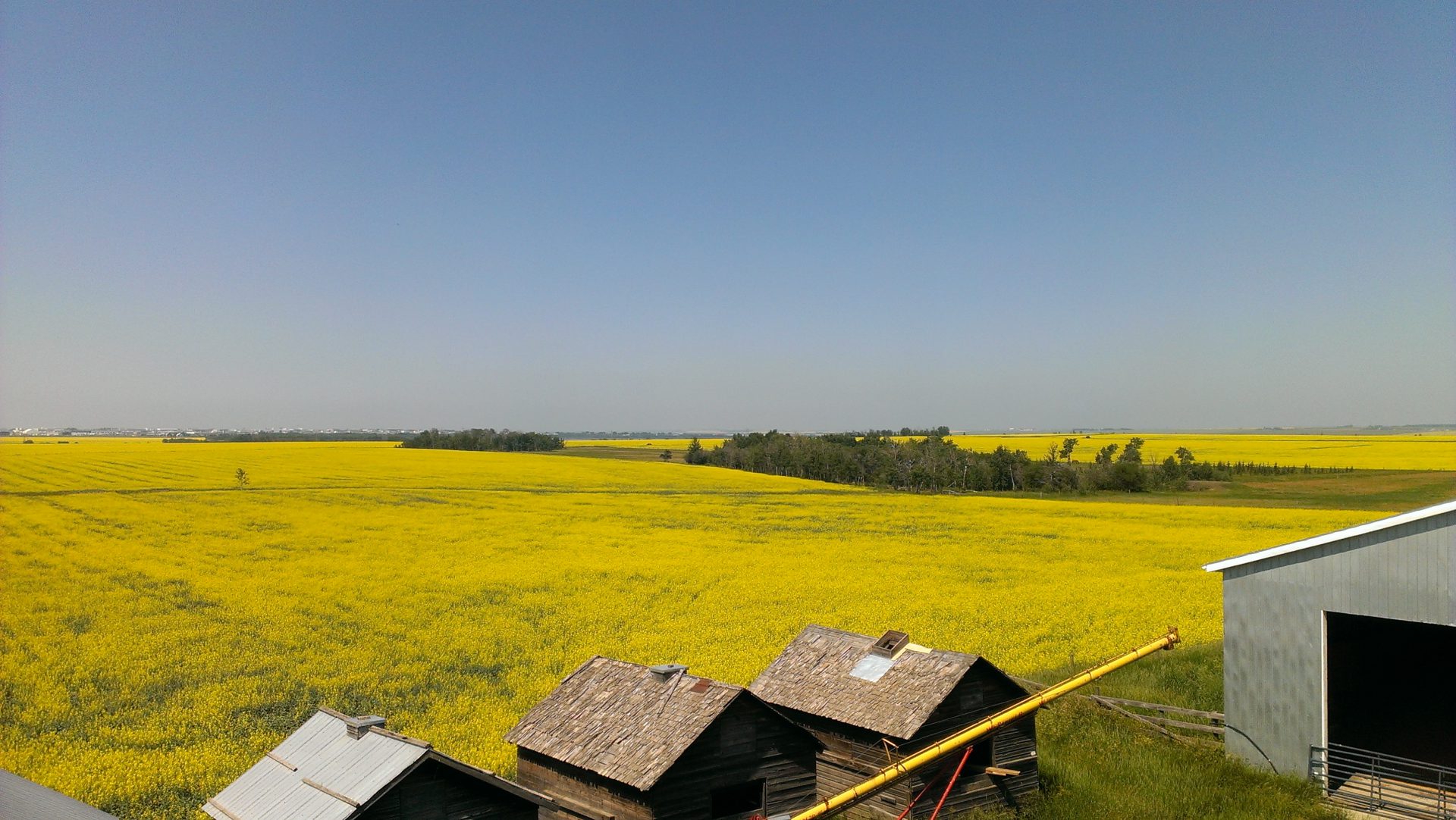 Grande Prairie – Mackenzie MP calls for action on China canola ban