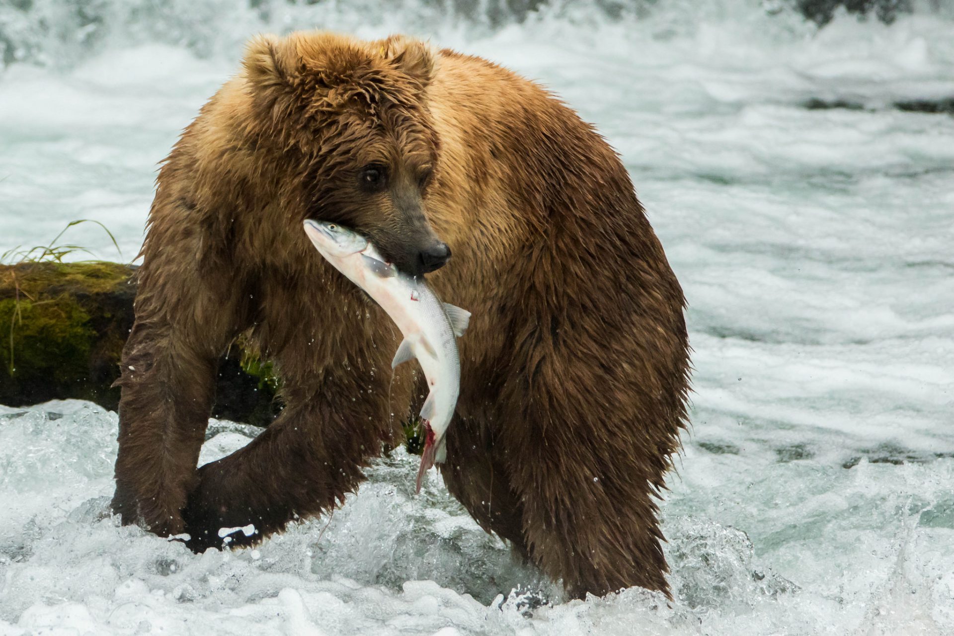 Valleyview jet boat champion fights off grizzly attack