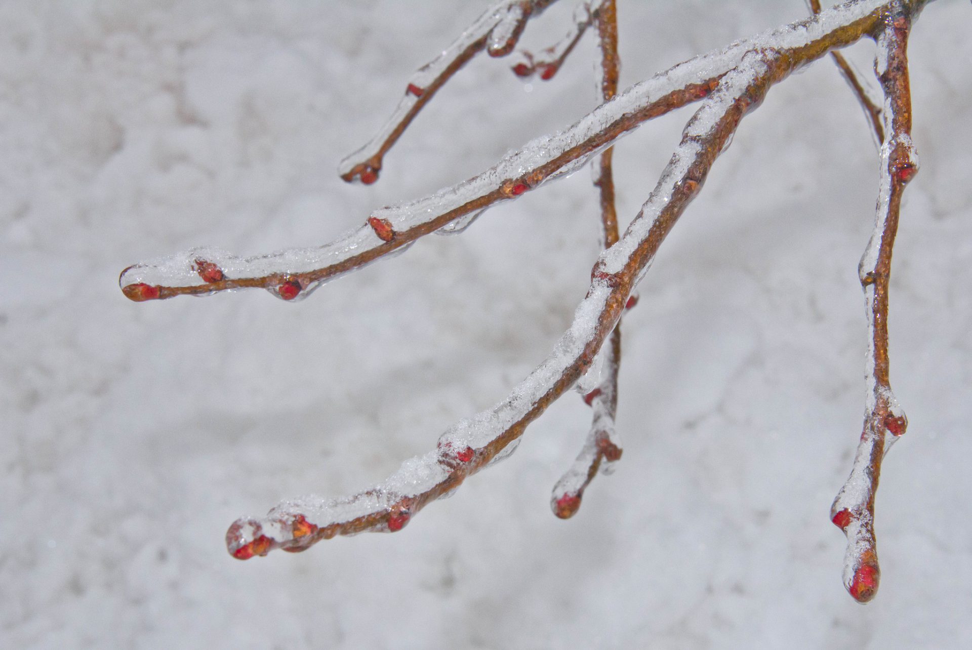 Freezing rain warning issued for Grande Prairie, Peace River area