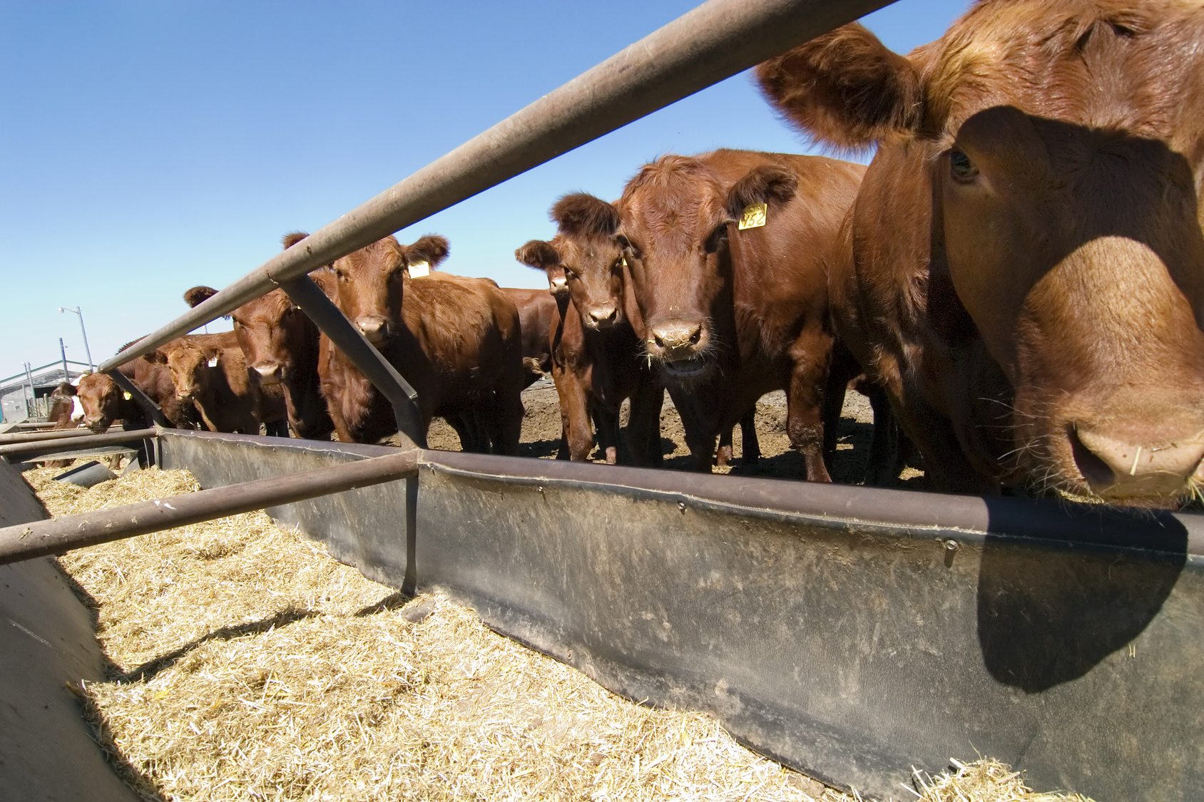 County welcomes public to Livestock Emergency Response Plan info sessions