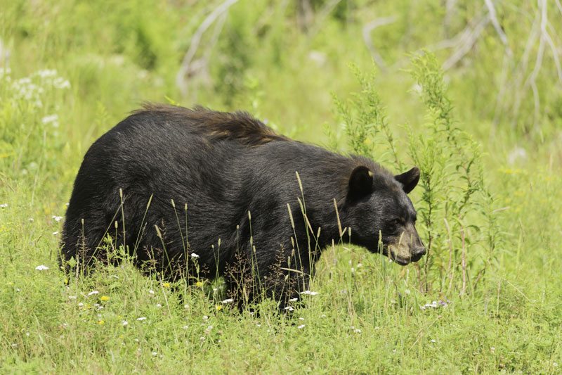 Be bear aware when heading to the wild