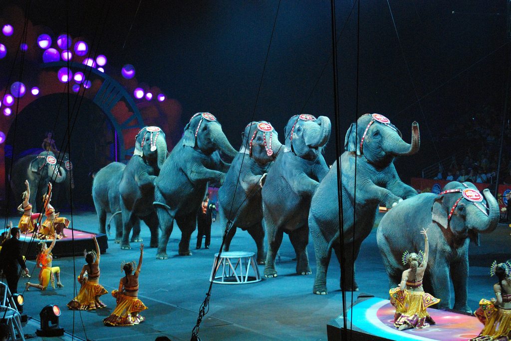 Group to rally against use of circus animals in Grande Prairie