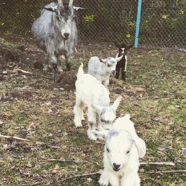Rare quadruplet goats born near Manning