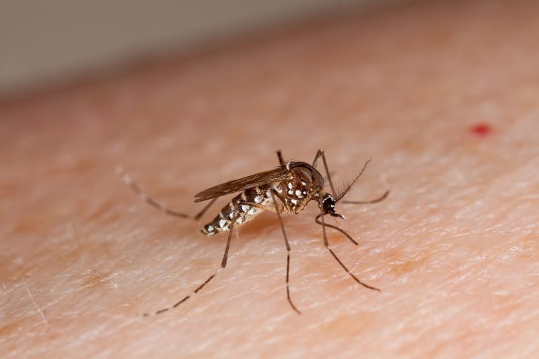 AHS warns residents to protect themselves against West Nile Virus