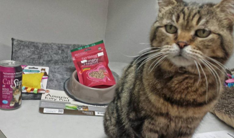 Grande Prairie Regional Animal Care Facility offers adoptions starting today