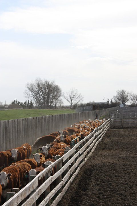 Major cattle feedlot in Alberta closing operations