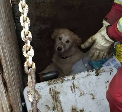 Abused dog dumped at High Prairie landfill prompts animal cruelty investigation