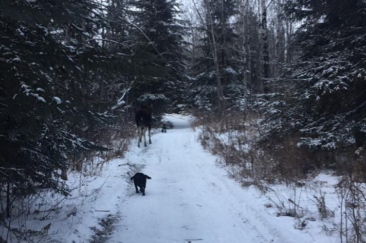 UPDATE: Puppy trampled by moose in South Bear Creek Park
