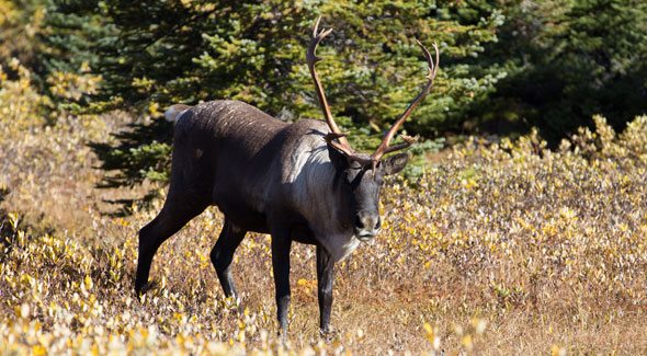 Alberta caribou recovery plan “ineffective”: wildlife experts