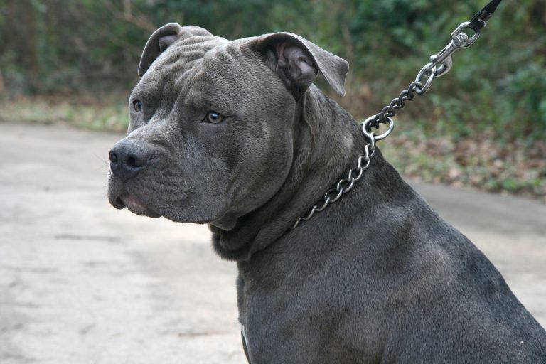 County gets rid of restricted dog breed label