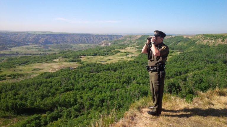 Possible bear sighting in Grande Prairie