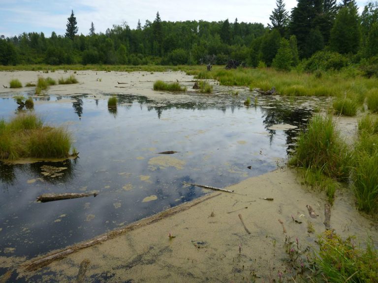 Wetland reclamation motion introduced by MLA Loewen