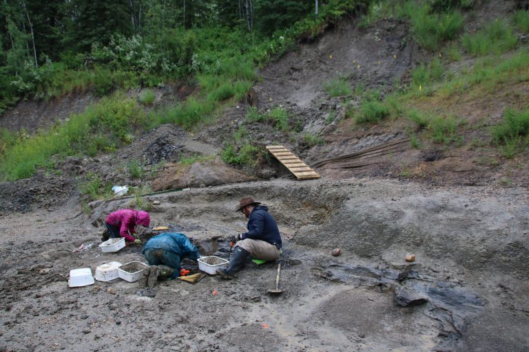 Palaeontologists planning most productive summer ever in Grande Prairie region