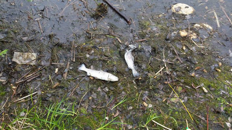 Warm water blamed for deaths of Muskoseepi Park Pond fish