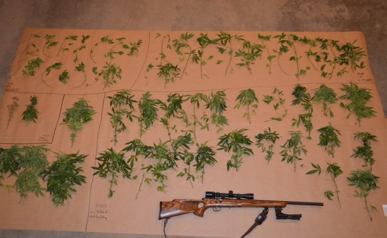Three charged in raid on alleged grow-op