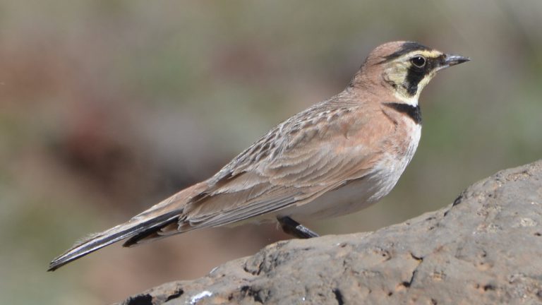 123 birds die at Fort Hills oilsands project