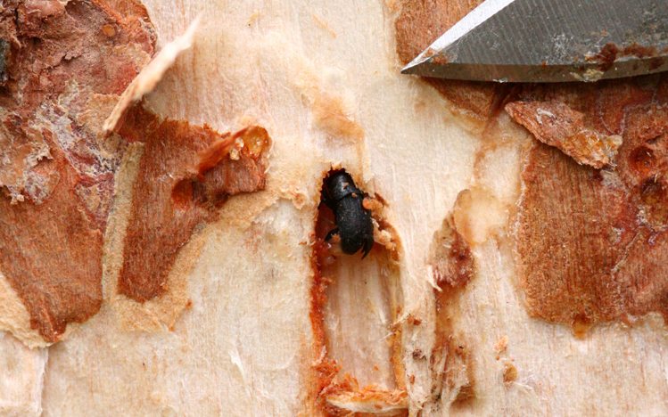 Province investing in mountain pine beetle programs
