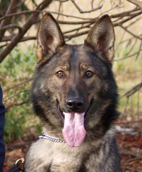 Police Dog Freda tracks down theft suspect