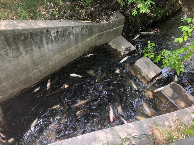 Cause of dead fish in Bear Creek unknown
