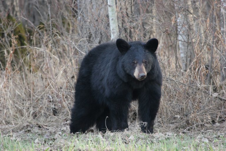 Jogger comes across bear on South Bear Creek Trails