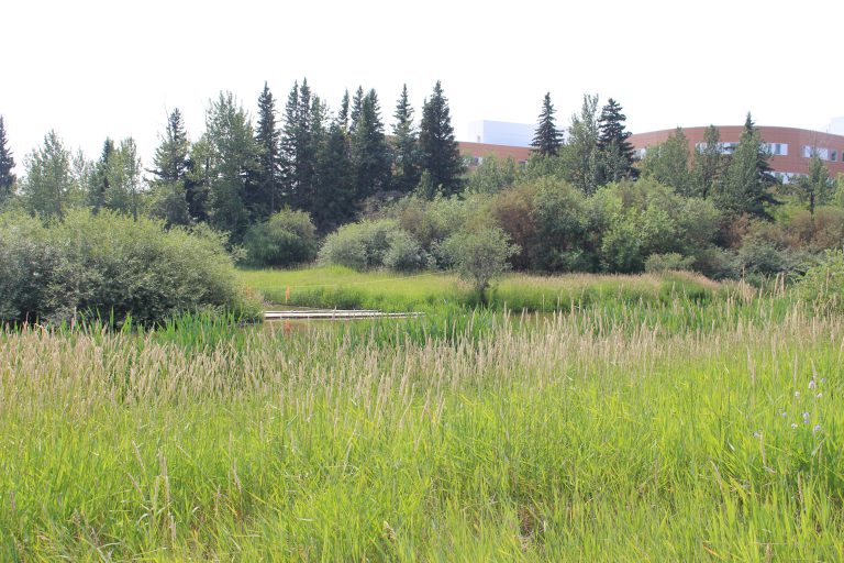 Pedestrian bridge proposed for Maskwôtêh Park