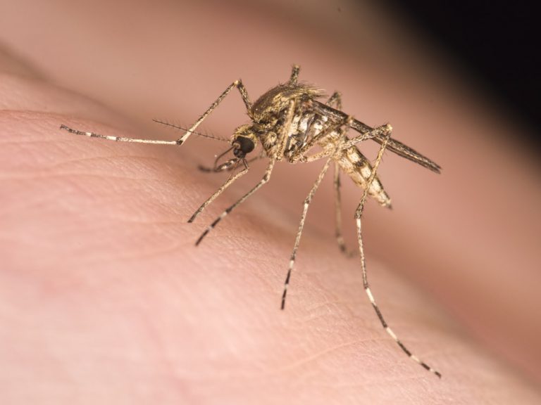 Albertans reminded of West Nile risk