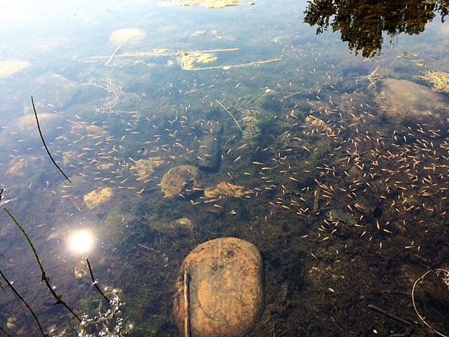 City again ridding Muskoseepi Park pond of goldfish