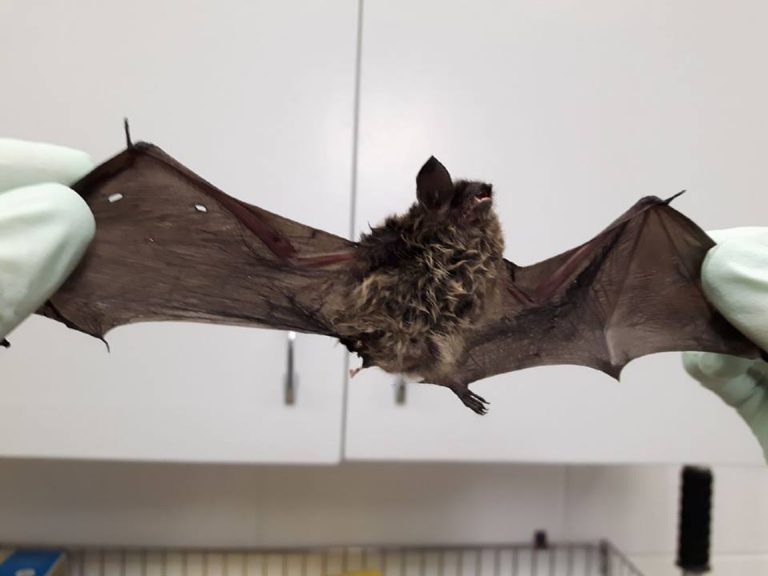 Bat in Fairview tests positive for rabies