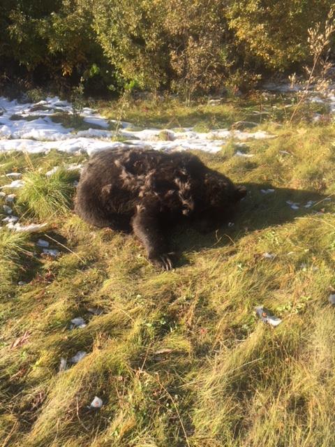 Second grizzly shot dead south of Grande Prairie