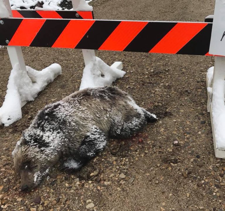 Young grizzly shot south of Grande Prairie