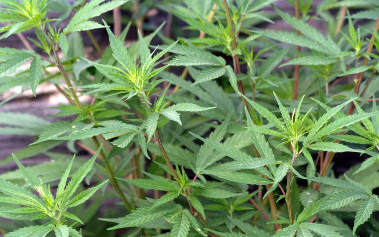 Cap on cannabis retail licences removed