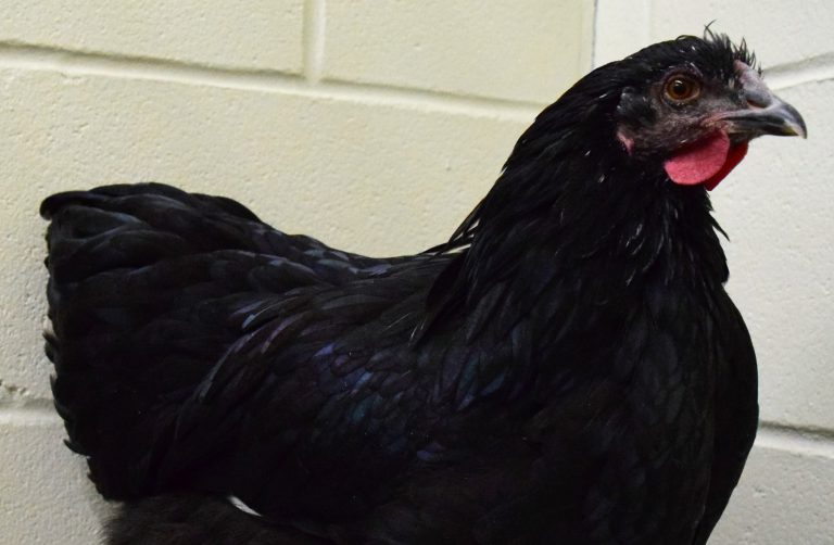 UPDATE: Local shelter finds chicken a home