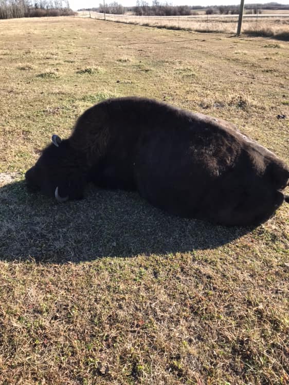 Farmer feels violated by killing of bison