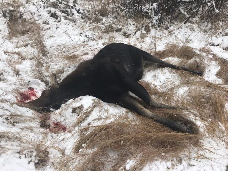 Two moose illegally killed in Moonshine Lake Provincial Park