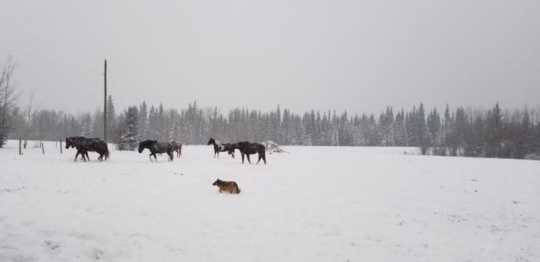 Grande Prairie breaks precipitation record